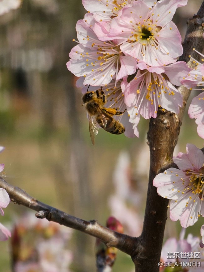 春暖花開（隨手拍）