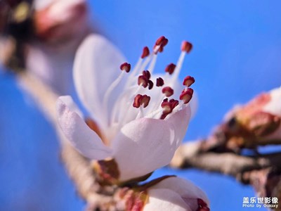 【人間三月】三月花開