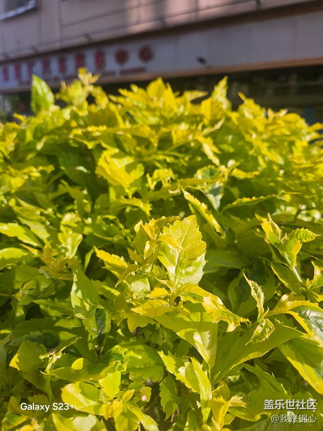 【沐浴春風(fēng)】春風(fēng)吹滿地