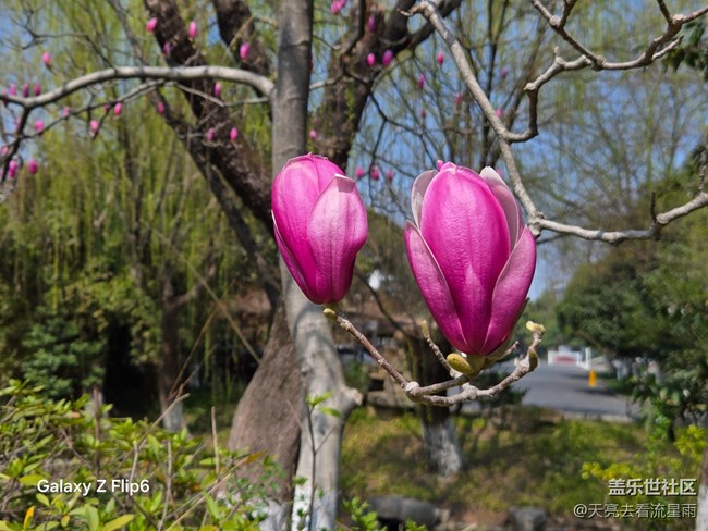 【繁花入夢(mèng)】花影初醒