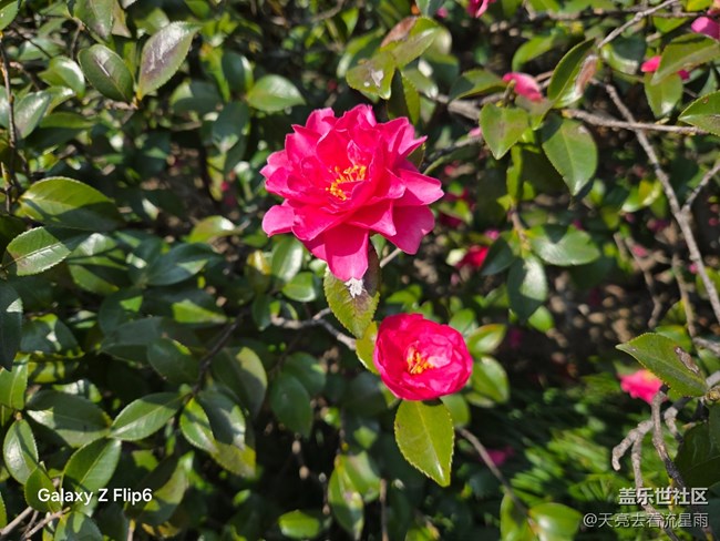 【繁花入夢(mèng)】花影初醒