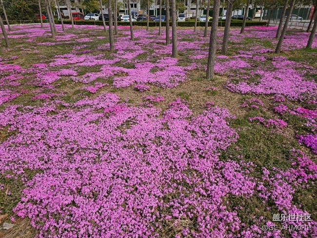 春暖花開（隨手拍）