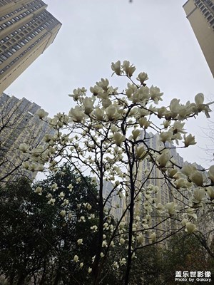 【人間三月】+長(zhǎng)安隨拍