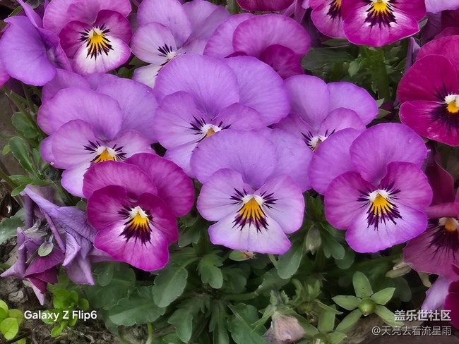 【繁花入夢(mèng)】花影初醒