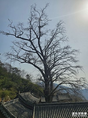 【人間三月】竹林掩映