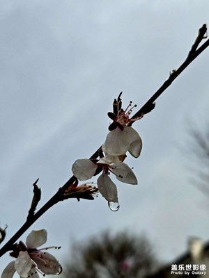 【人間三月】+茶鎮(zhèn)