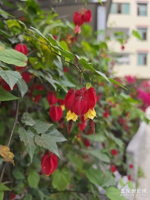 隔壁家的燈籠花非常好看??