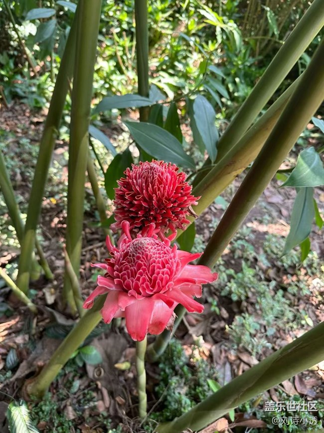 【一人行漫游錄】植物園