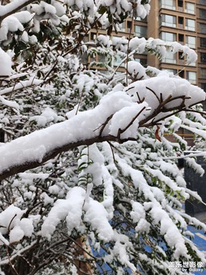 人間三月 雪景隨拍