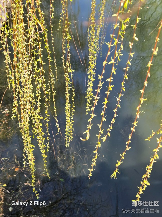 【春光拾趣】春畔柳芽 【春光拾趣】春畔柳芽