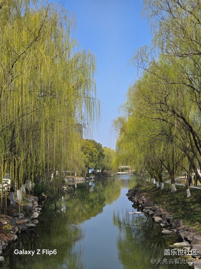 【春光拾趣】春畔柳芽 【春光拾趣】春畔柳芽