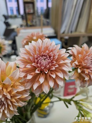 【人間三月】把春光搬進工位