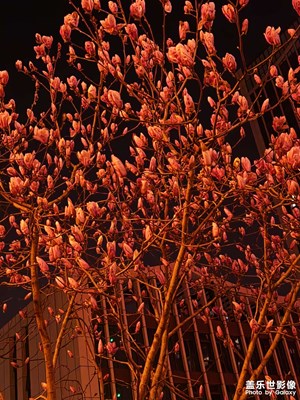 【人間三月】玉蘭