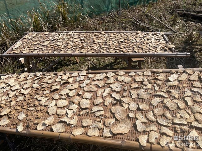 【一人行漫游錄】巡山