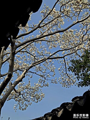 網(wǎng)師園玉蘭花綻放