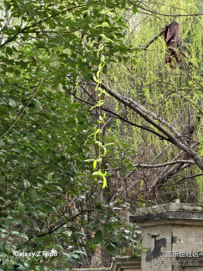 【春光拾趣】春畔柳芽 【春光拾趣】春畔柳芽