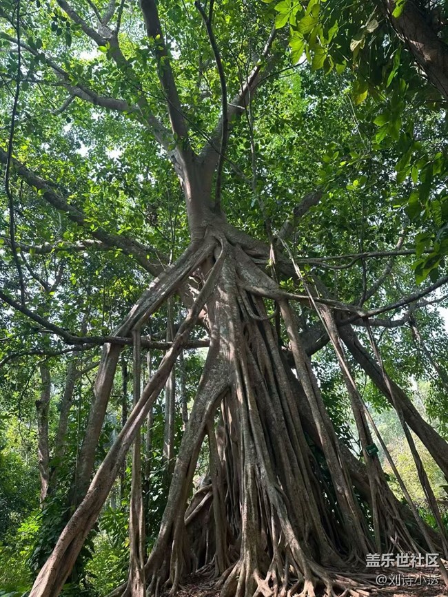 【一人行漫游錄】植物園
