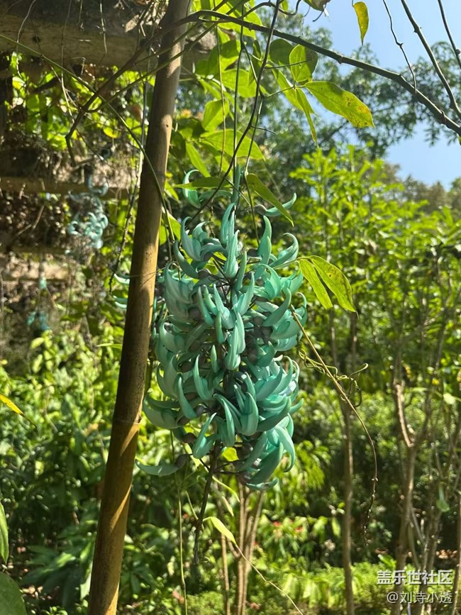 【一人行漫游錄】植物園