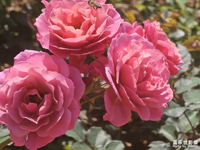 【人間三月】三月花開