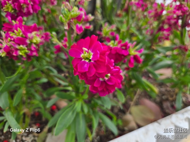 【迎春，在冬末】冬末迎春