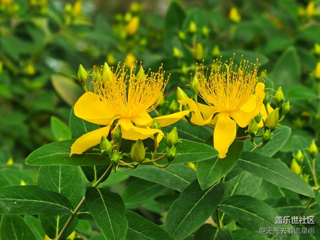 【一鏡藏春】花芯燦爛若金絲