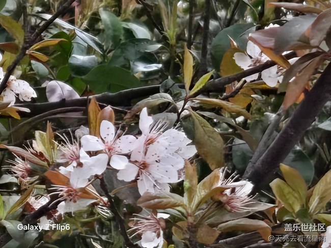 【迎春，在冬末】冬末迎春