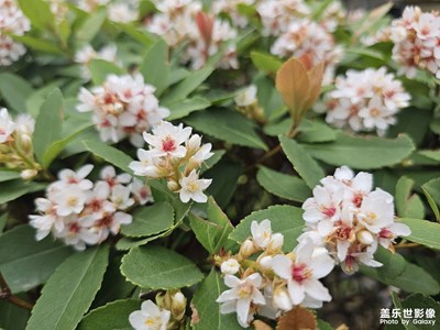 【人間三月】三月