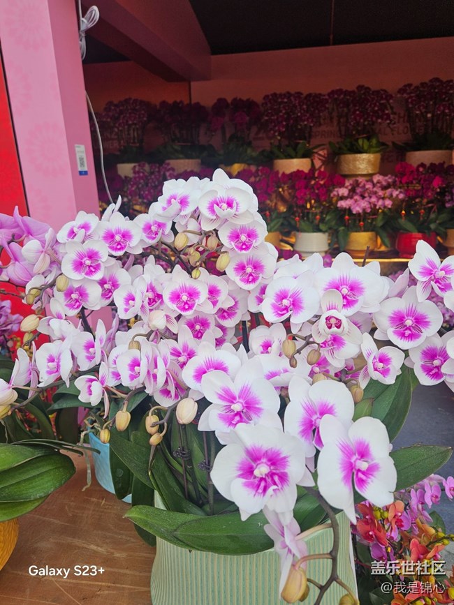 【繁花入夢(mèng)】各種蘭花