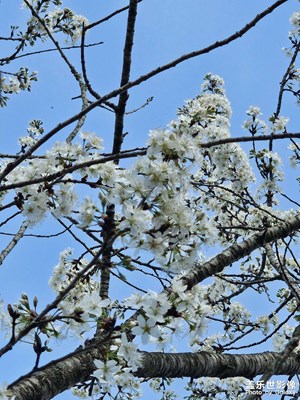 【人間三月】春意盎然