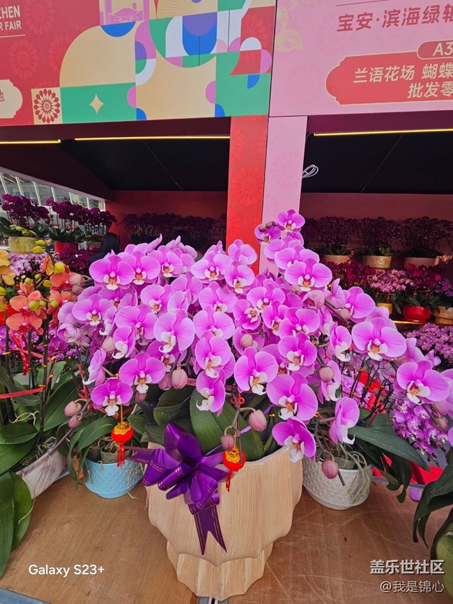 【繁花入夢(mèng)】各種蘭花