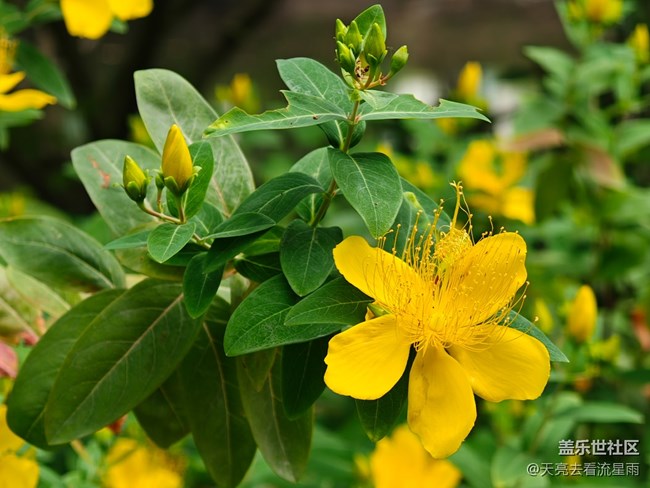【一鏡藏春】花芯燦爛若金絲
