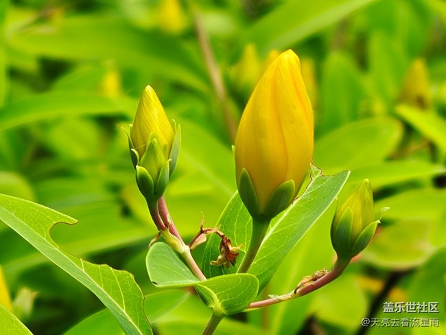 【一鏡藏春】花芯燦爛若金絲