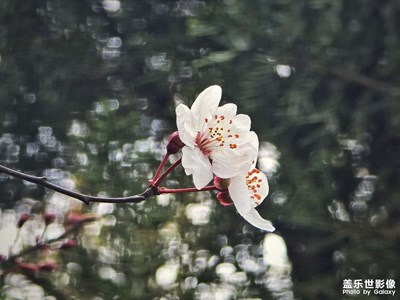 【人間三月】+李樹花開