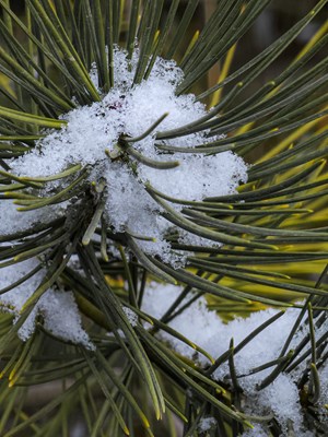 Galaxy S23 Ultra 丙午初雪（二）
