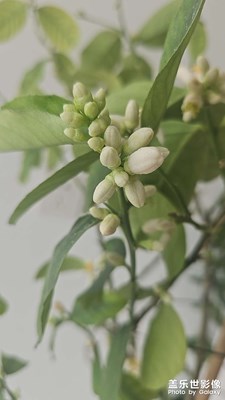 【人間三月】枯木逢春