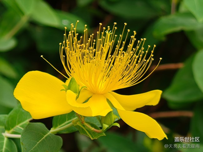 【一鏡藏春】花芯燦爛若金絲