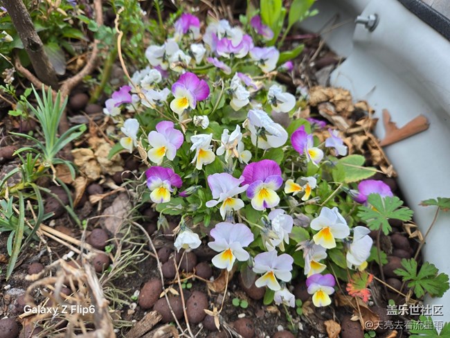 【迎春，在冬末】冬末迎春