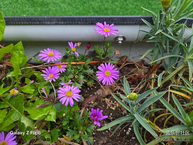 【迎春，在冬末】冬末迎春