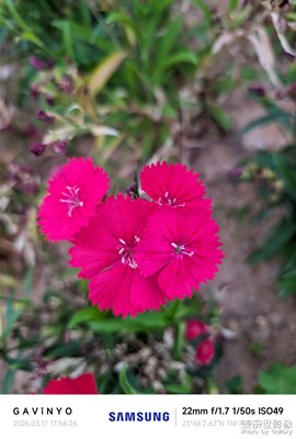 【人間三月】花開三月