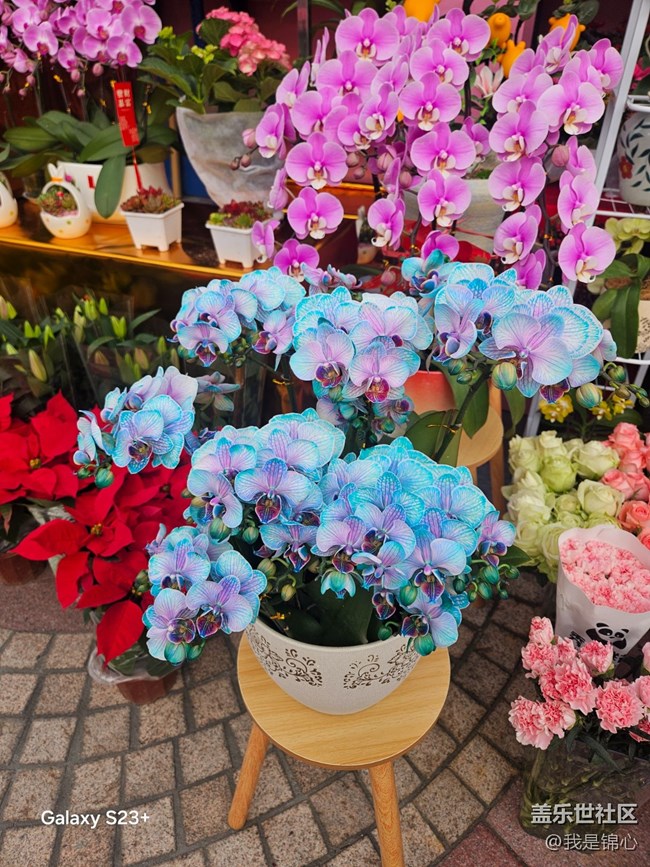 【繁花入夢(mèng)】各種蘭花