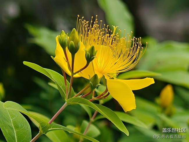 【一鏡藏春】花芯燦爛若金絲