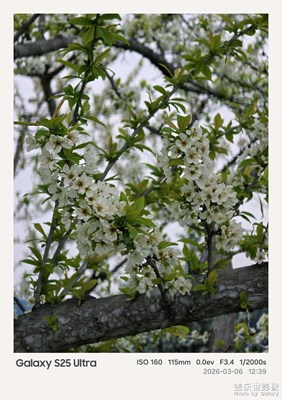 【人間三月】李花滿枝頭，是寫給夏天的甜