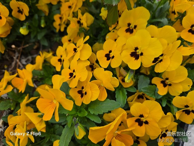 【迎春，在冬末】冬末迎春