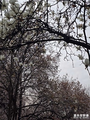 【人間三月】落英繽紛