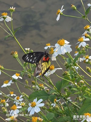 【人間三月】蝴蝶翩翩飛