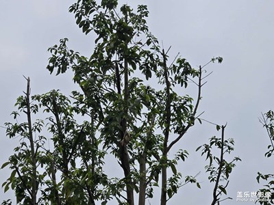 【人間三月】生機(jī)與靜謐