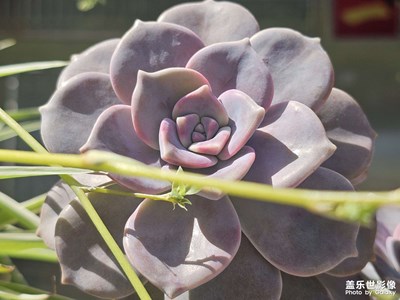 【人間三月】散步所見