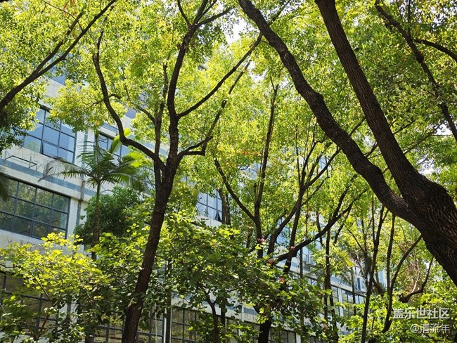 【一人行漫游錄】樹(shù)蔭斑駁