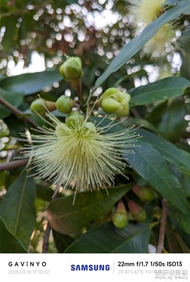 【人間三月】蒲桃花開