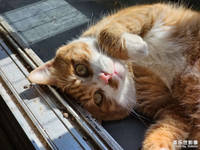 【人間三月】橘貓